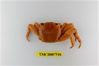 藏品(白紋方蟹)的圖片